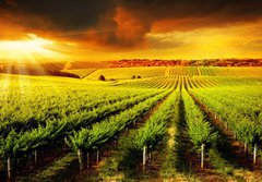 Fototapeta papr 184 x 128, 42395057 - Stunning Vineyard Sunset - Ohromujc zpad slunce na vinici