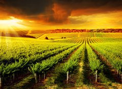 Fototapeta360 x 266  Stunning Vineyard Sunset, 360 x 266 cm