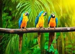 Fototapeta papr 160 x 116, 42532067 - Blue-and-Yellow Macaw