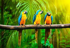 Fototapeta pltno 174 x 120, 42532067 - Blue-and-Yellow Macaw