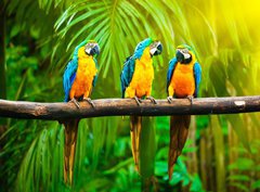 Fototapeta360 x 266  Blue and Yellow Macaw, 360 x 266 cm