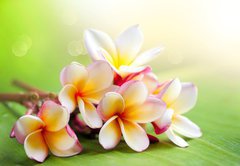 Samolepka flie 145 x 100, 42559107 - Frangipani Tropical Spa Flower. Plumeria. Shallow DOF