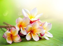 Fototapeta pltno 160 x 116, 42559107 - Frangipani Tropical Spa Flower. Plumeria. Shallow DOF - Frangipani tropick lzn kvt. Plumeria. Mlk DOF