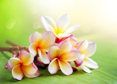 Samolepka flie 200 x 144, 42559107 - Frangipani Tropical Spa Flower. Plumeria. Shallow DOF