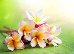 Fototapeta papr 360 x 266, 42559107 - Frangipani Tropical Spa Flower. Plumeria. Shallow DOF