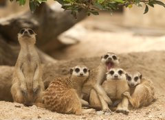 Fototapeta100 x 73  Portrait group of meerkat, 100 x 73 cm