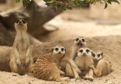 Samolepka flie 145 x 100, 42641271 - Portrait group of meerkat