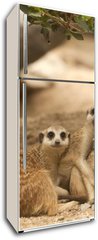 Samolepka na lednici flie 80 x 200, 42641271 - Portrait group of meerkat - Skupina portrt meerkat