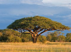 Fototapeta vliesov 100 x 73, 4280552 - African Acacia tree, Hwange National Park, Zimbabwe - Africk strom akcie, nrodn park Hwange, Zimbabwe