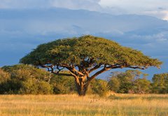 Fototapeta vliesov 145 x 100, 4280552 - African Acacia tree, Hwange National Park, Zimbabwe