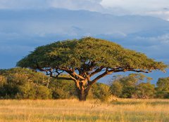 Fototapeta plátno 160 x 116, 4280552 - African Acacia tree, Hwange National Park, Zimbabwe - Africký strom akácie, národní park Hwange, Zimbabwe