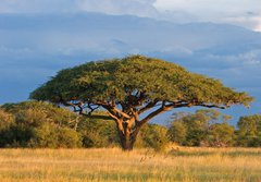 Fototapeta papr 184 x 128, 4280552 - African Acacia tree, Hwange National Park, Zimbabwe