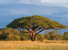 Samolepka flie 270 x 200, 4280552 - African Acacia tree, Hwange National Park, Zimbabwe