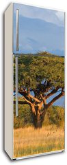 Samolepka na lednici fólie 80 x 200, 4280552 - African Acacia tree, Hwange National Park, Zimbabwe - Africký strom akácie, národní park Hwange, Zimbabwe
