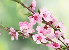 Samolepka flie 100 x 73, 42824087 - beautiful pink peach blossom on green background - krsn rov broskvov kvt na zelenm pozad