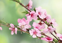 Samolepka flie 145 x 100, 42824087 - beautiful pink peach blossom on green background - krsn rov broskvov kvt na zelenm pozad