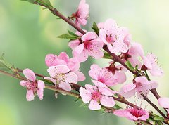 Fototapeta vliesov 270 x 200, 42824087 - beautiful pink peach blossom on green background - krsn rov broskvov kvt na zelenm pozad