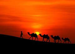 Fototapeta vliesov 100 x 73, 42832651 - camel caravan sillhouette with sunset - camel caravan sillhouette se zpadem slunce
