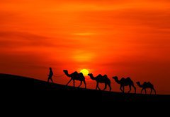 Fototapeta vliesov 145 x 100, 42832651 - camel caravan sillhouette with sunset - camel caravan sillhouette se zpadem slunce