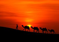 Fototapeta vliesov 200 x 144, 42832651 - camel caravan sillhouette with sunset