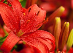 Samolepka flie 100 x 73  red lilly flowers, 100 x 73 cm