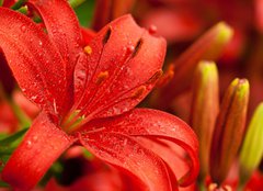 Fototapeta160 x 116  red lilly flowers, 160 x 116 cm