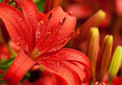 Fototapeta174 x 120  red lilly flowers, 174 x 120 cm