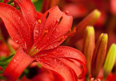Fototapeta184 x 128  red lilly flowers, 184 x 128 cm