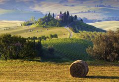 Fototapeta vliesov 145 x 100, 42858782 - Paesaggio toscano. Podere, campo di grano