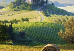 Fototapeta145 x 100  campagna Toscana, Italia, 145 x 100 cm