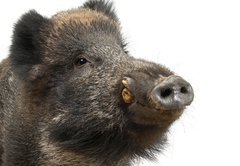 Samolepka flie 145 x 100, 42860529 - Wild boar, also wild pig, Sus scrofa, 15 years old - Divok prase, tak divok prase, Sus scrofa, 15 let