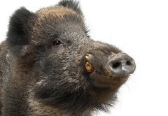 Fototapeta145 x 100  Wild boar, also wild pig, Sus scrofa years old, 145 x 100 cm