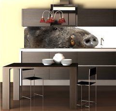 Fototapeta do kuchyn flie 260 x 60  Wild boar, also wild pig, Sus scrofa years old, 260 x 60 cm