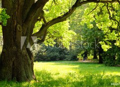 Fototapeta vliesov 100 x 73, 42887585 - Mighty oak tree - Mocn dub