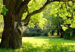 Fototapeta vliesov 145 x 100, 42887585 - Mighty oak tree - Mocn dub