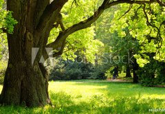 Fototapeta174 x 120  Mighty oak tree, 174 x 120 cm