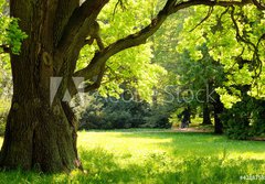 Fototapeta184 x 128  Mighty oak tree, 184 x 128 cm