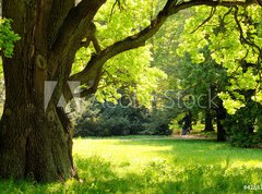 Fototapeta pltno 330 x 244, 42887585 - Mighty oak tree