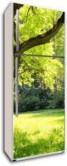 Samolepka na lednici flie 80 x 200  Mighty oak tree, 80 x 200 cm