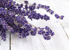 Samolepka flie 200 x 144, 42892060 - Lavendel