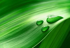 Fototapeta pltno 174 x 120, 43098677 - Plantleaf