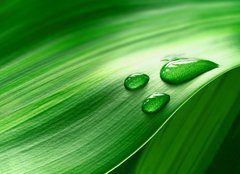 Fototapeta pltno 240 x 174, 43098677 - Plantleaf