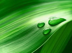 Samolepka flie 270 x 200, 43098677 - Plantleaf