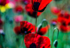 Samolepka fólie 145 x 100, 431365437 - Red poppy flowers ina meadow - Červené květy máku na louce