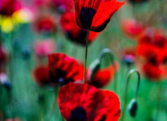 Samolepka flie 200 x 144, 431365437 - Red poppy flowers ina meadow - erven kvty mku na louce