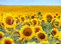 Samolepka flie 100 x 73, 43246841 - Beautiful sunflower field - Krsn pole slunenice