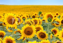 Fototapeta vliesov 145 x 100, 43246841 - Beautiful sunflower field