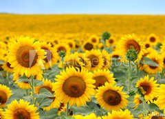 Samolepka flie 200 x 144, 43246841 - Beautiful sunflower field