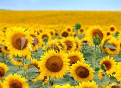 Fototapeta pltno 240 x 174, 43246841 - Beautiful sunflower field