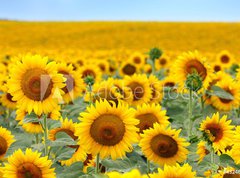 Fototapeta vliesov 270 x 200, 43246841 - Beautiful sunflower field